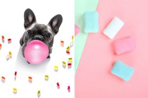 Cane mangia chewing gum e fa il palloncino