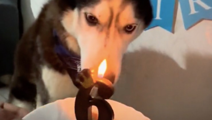 Il Siberian Husky Aaron festeggia un compleanno da cane 