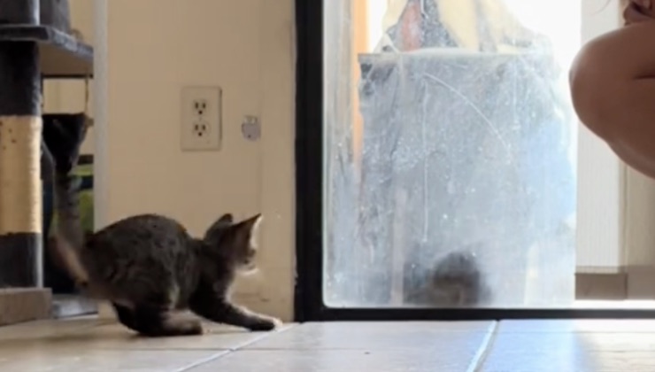 La gatta striata spaventa il fratellino dalla finestra 
