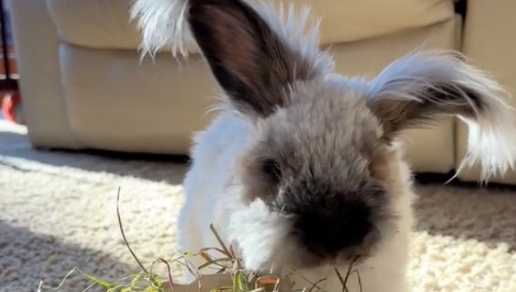 Il coniglietto assaggia l'erba prima di natale 