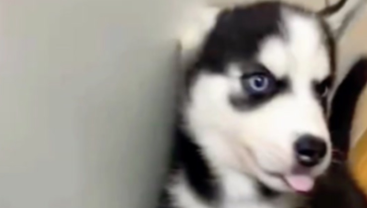 Il piccolo cucciolo di Husky con gli occhi celesti 