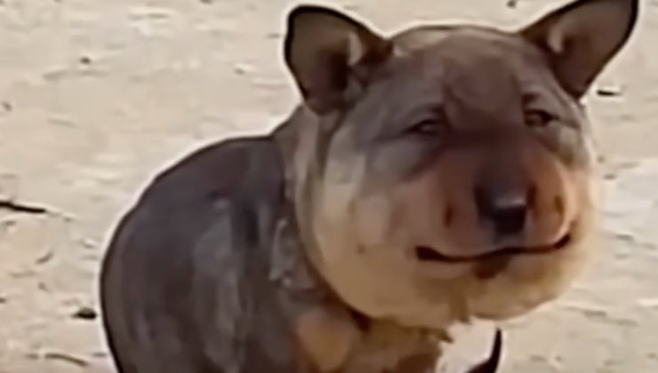 Un cane in strada con un gonfiore alla faccia 