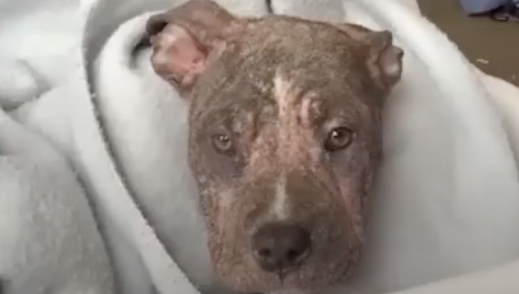 Il cucciolo di cane Chunk avvolto in una coperta dopo essere stato salvato 
