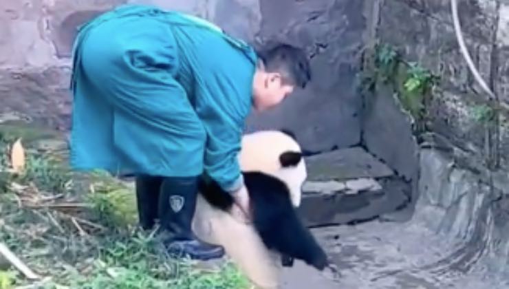 Giovane aiuta il panda a scendere dal muretto 