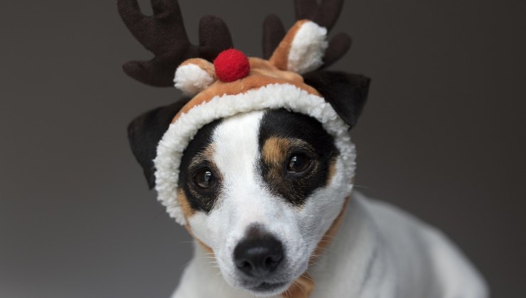 Un cane di razza Jack Russell con un cappello di Natale a forma di renna 