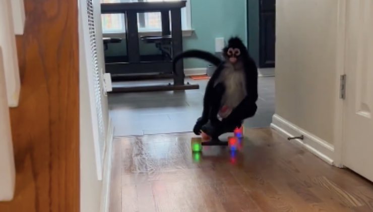 La scimmia ragno Keke utilizza lo skate in casa 