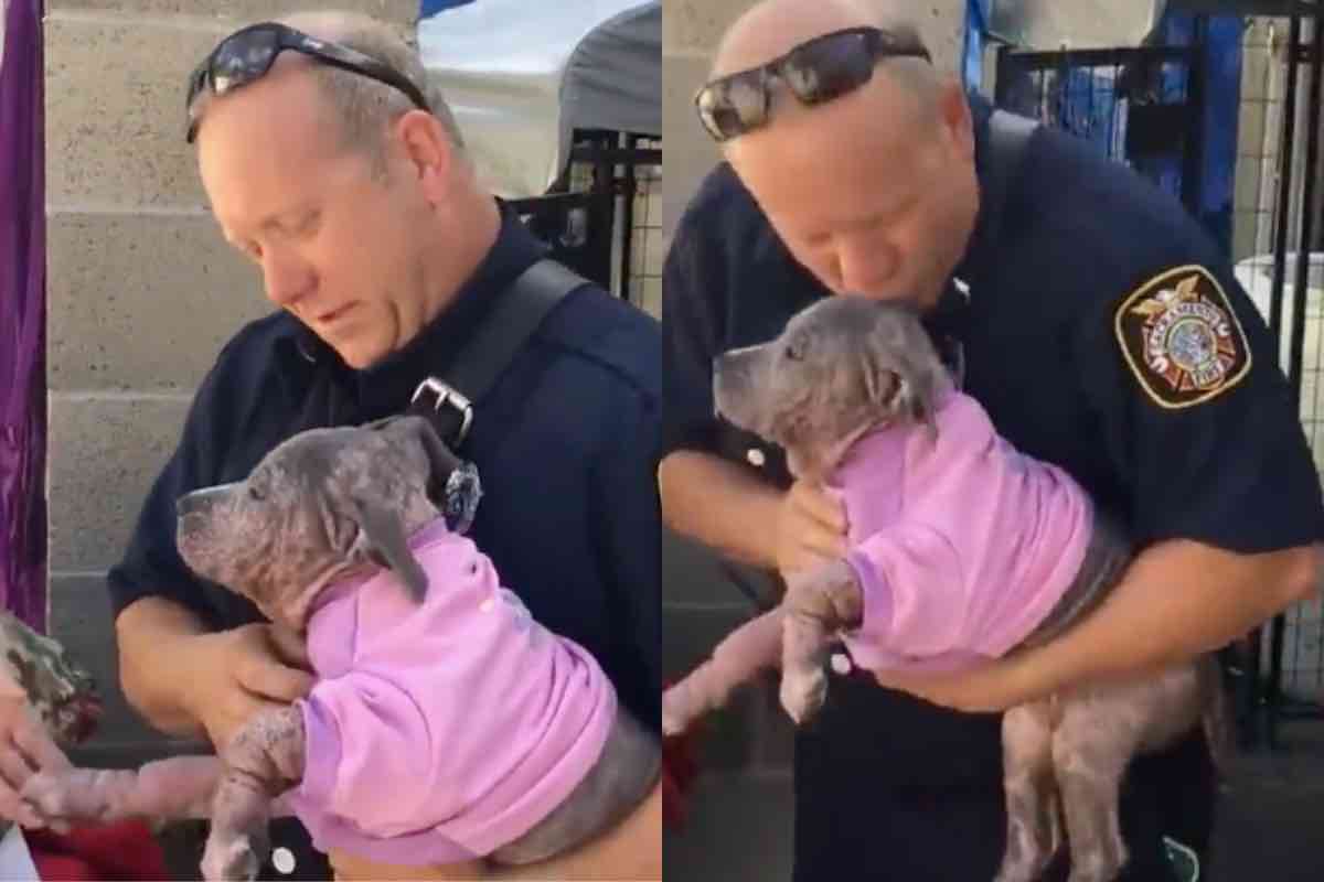 Cucciolo di cane con maglione rosa incontra il vigile