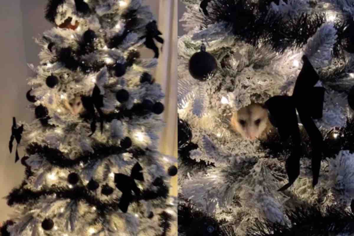 L'opossum nascosto tra le luci dell'albero di natale