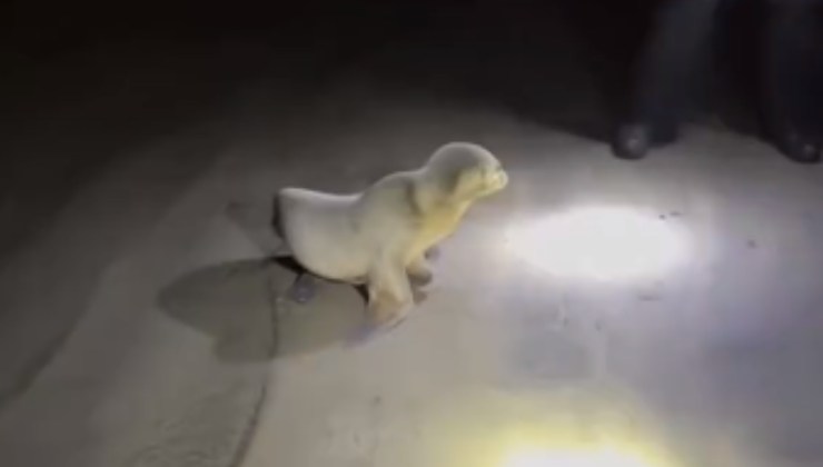 cucciolo Leone marino