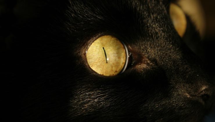Gatto nero con gli occhi gialli vispi come un uomo 