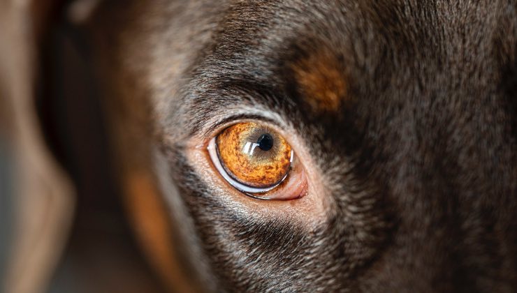 L'occhio e le palpebre di un cane dal pelo marrone 