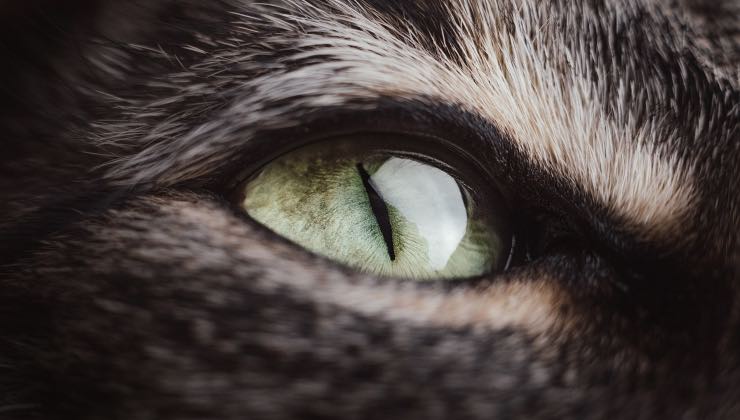L'occhio e le palpebre di un gatto nero 