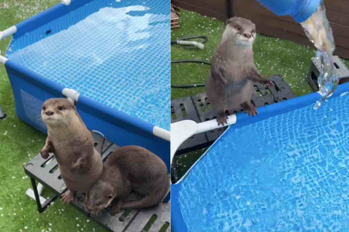 Coppia di lontre aspetta per tuffarsi a bordo piscina