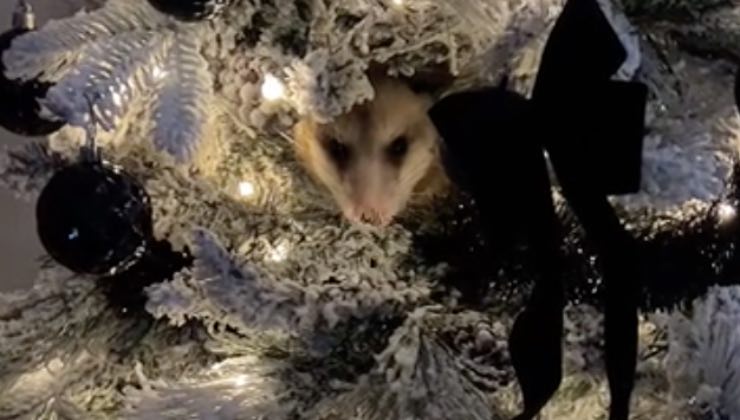 Un opossum infilato tra i rami dell'albero di natale 