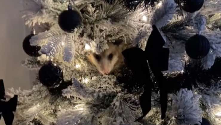 L'opossum vivo tra le decorazioni natalizie dell'albero 