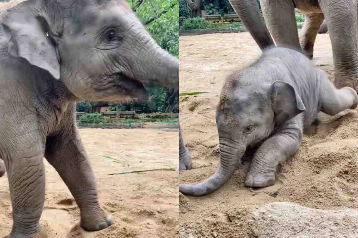 Il piccolo elefante nella sabbia inizia a camminare davanti alla sua mamma