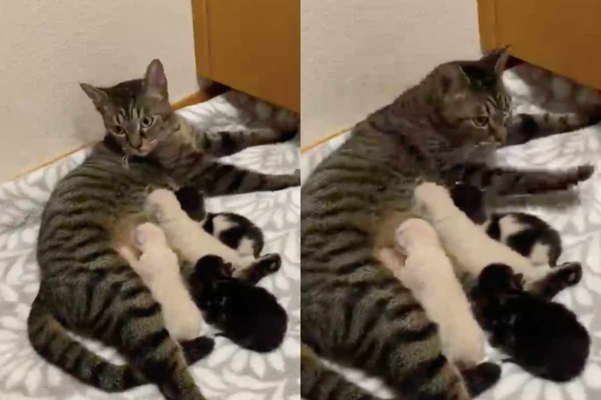 Mamma gatta dà da mangiare ai suoi piccoli
