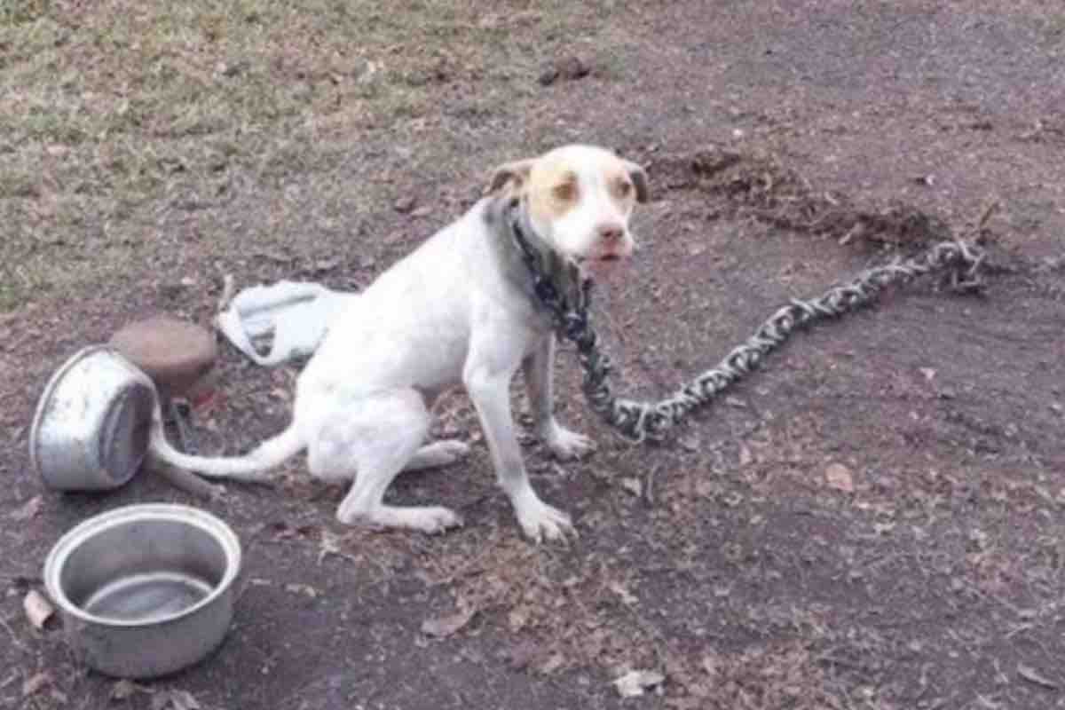 Povera cagnolina legata a una catena tra scodelle vuote