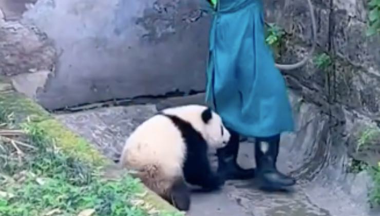 Panda segue i piedi dell'uomo nella vasca 