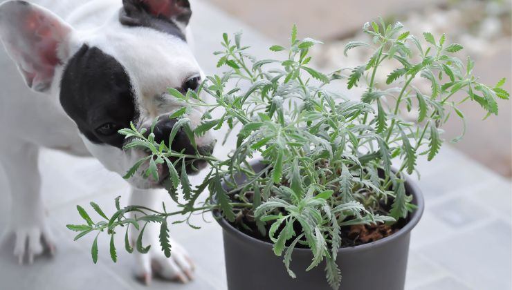 Cane si avvicina alla pianta anche se non sopporta il suo odore