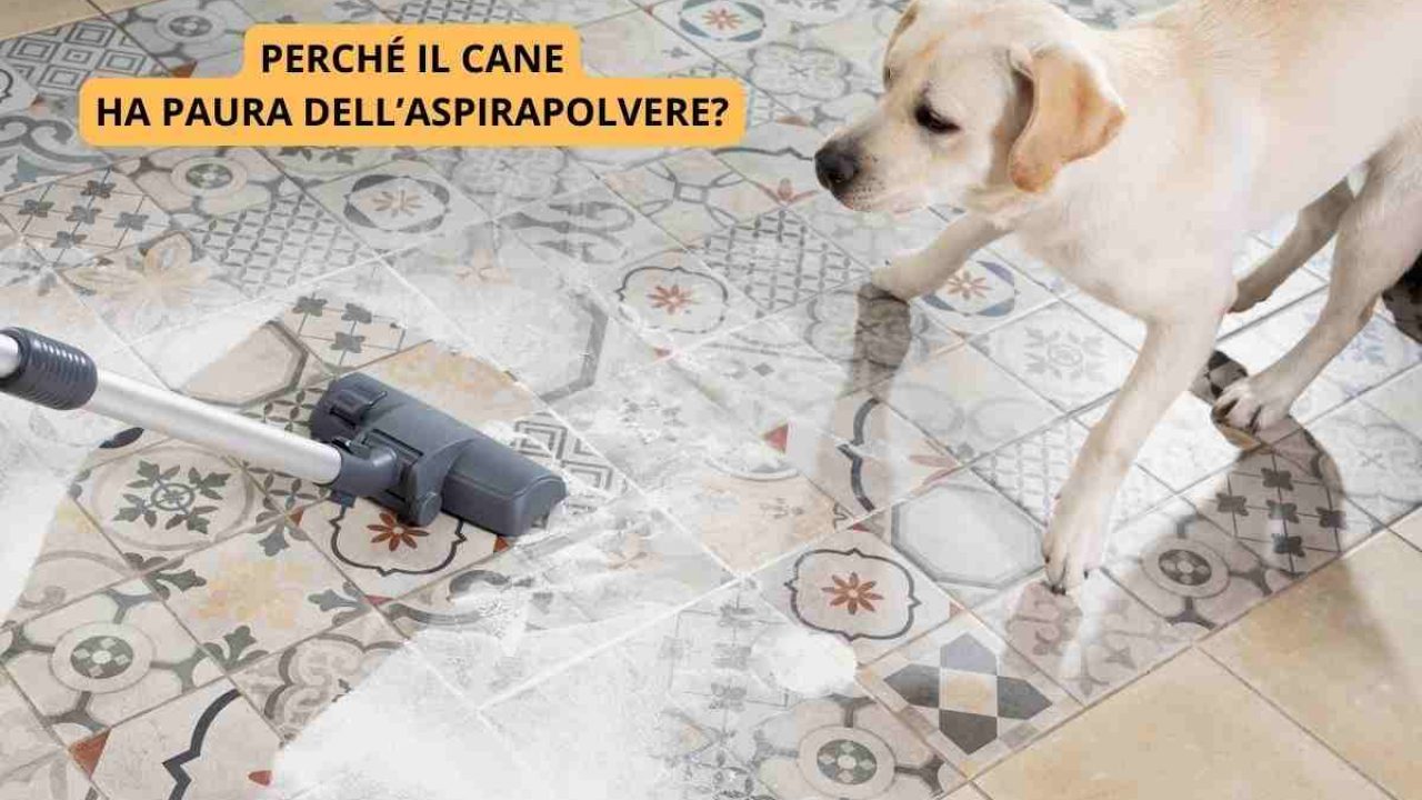 Perché il cane ha paura dell'aspirapolvere? Come aiutarlo