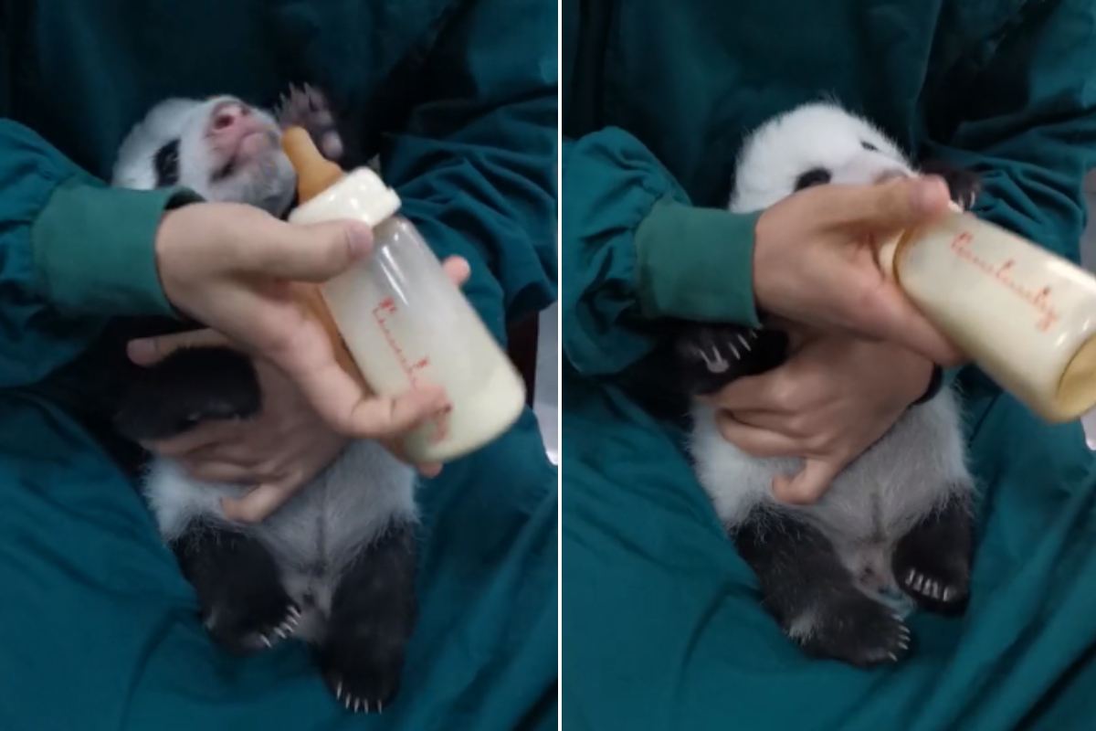 Panda che beve latte