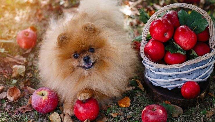 Cane tra le mele rosse ingrediente per il panettone per cani