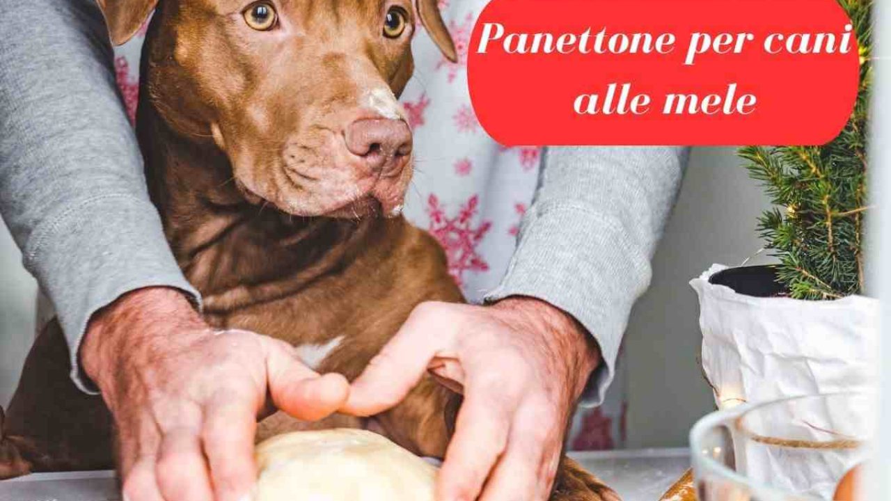 Un cane si siede accanto a una torta di natale.