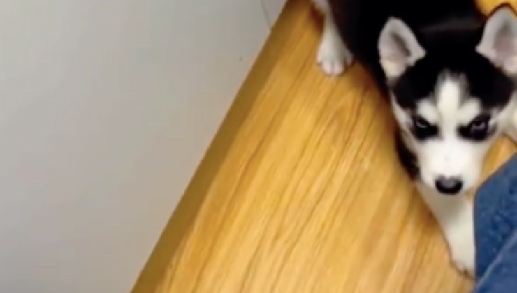 Il piccolo Siberina Husky sul pavimento di casa 
