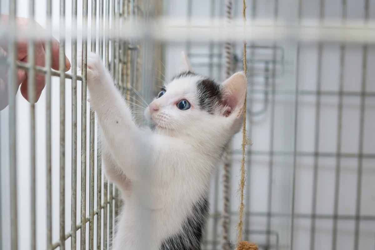 Uno dei piccoli gatti nella gabbia