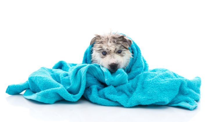 Cucciolo avvolto nella coperta