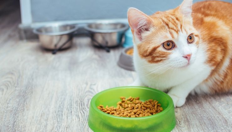 Gatto mangia croccantini composti da sottoprodotti