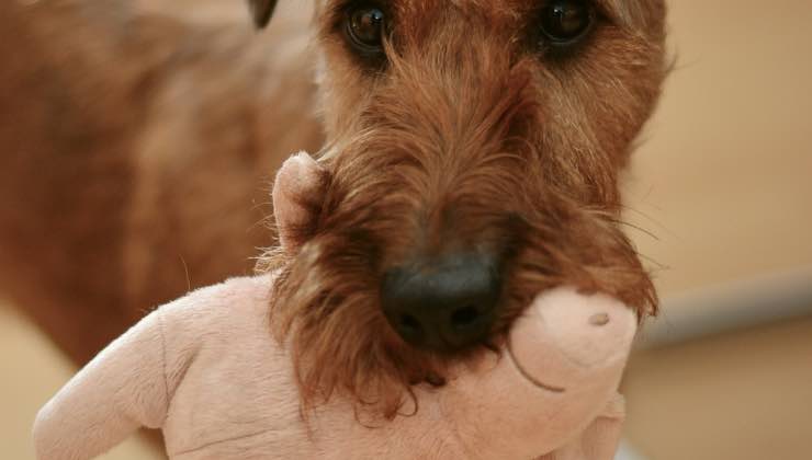 Cane Terrier tiene in bocca un giocattolo a forma di maialino 