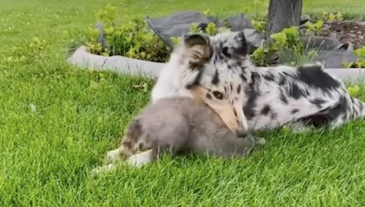 Il cane Toby e il procione Nugget sono amici e giocano insieme sull'erba 