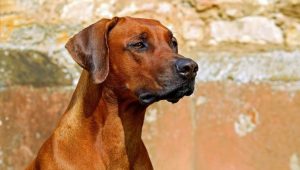 Un cane dal pelo marrone durante un guaito