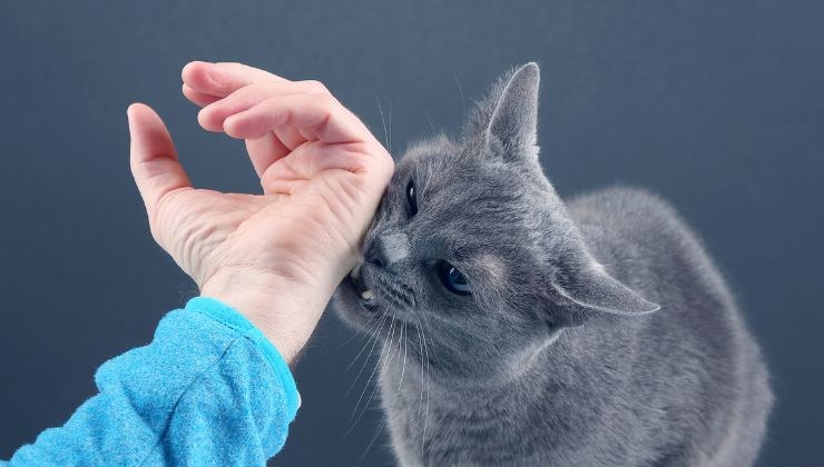 Gatto morde la mano rischiando di infettare l'uomo