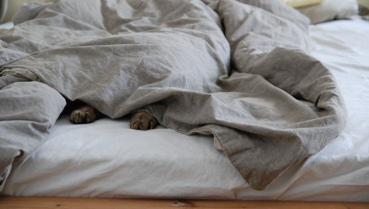 Le zampe di un gatto sotto le lenzuola del letto 