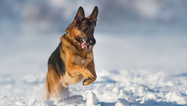 Cane che corre nella neve