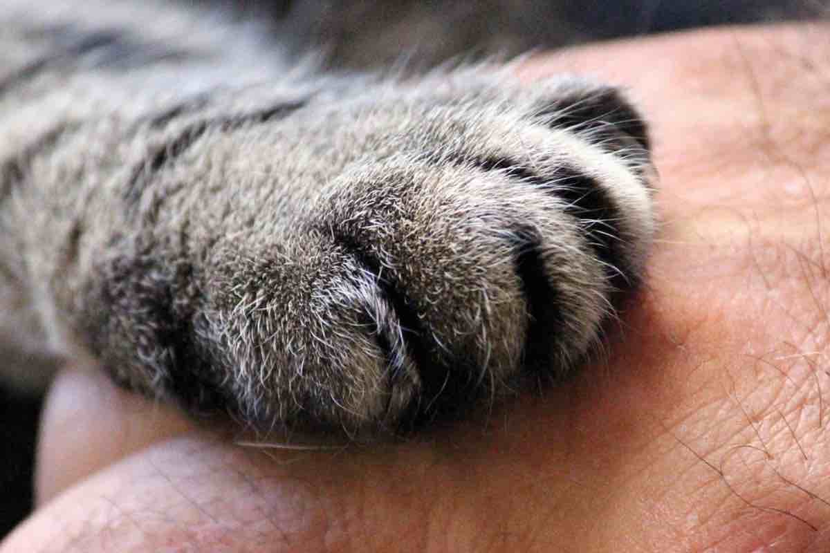 Una delle zampe del gatto grigio sulla mano dell'uomo