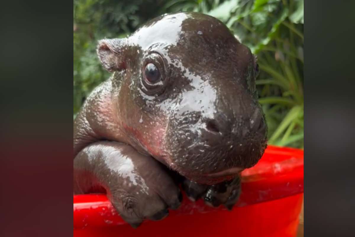 vede l'acqua e fa il primo bagnetto: l'ippopotamo conquista il web