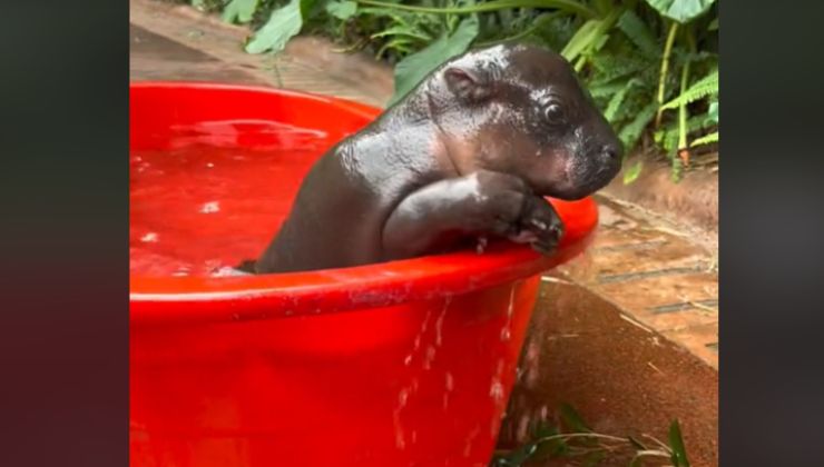 Il cucciolo di ippopotamo vede l'acqua per la prima volta: il suo bagnetto del piccolo emoziona il web