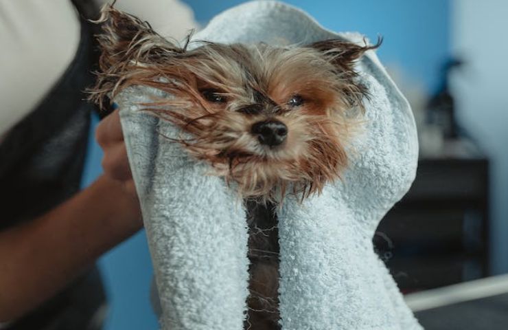 Quando il tuo cane necessita un bagno 