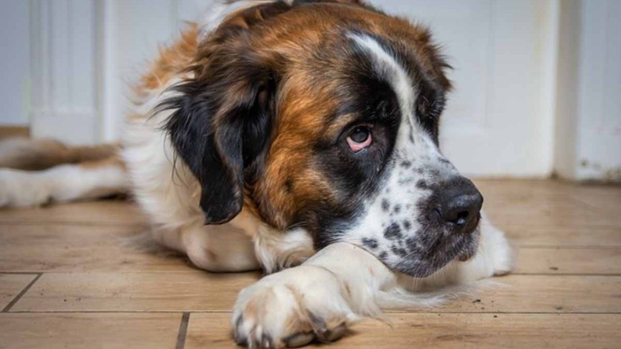 Se guardi il cane e lui si gira lo fa per un motivo, non immagineresti mai  quale