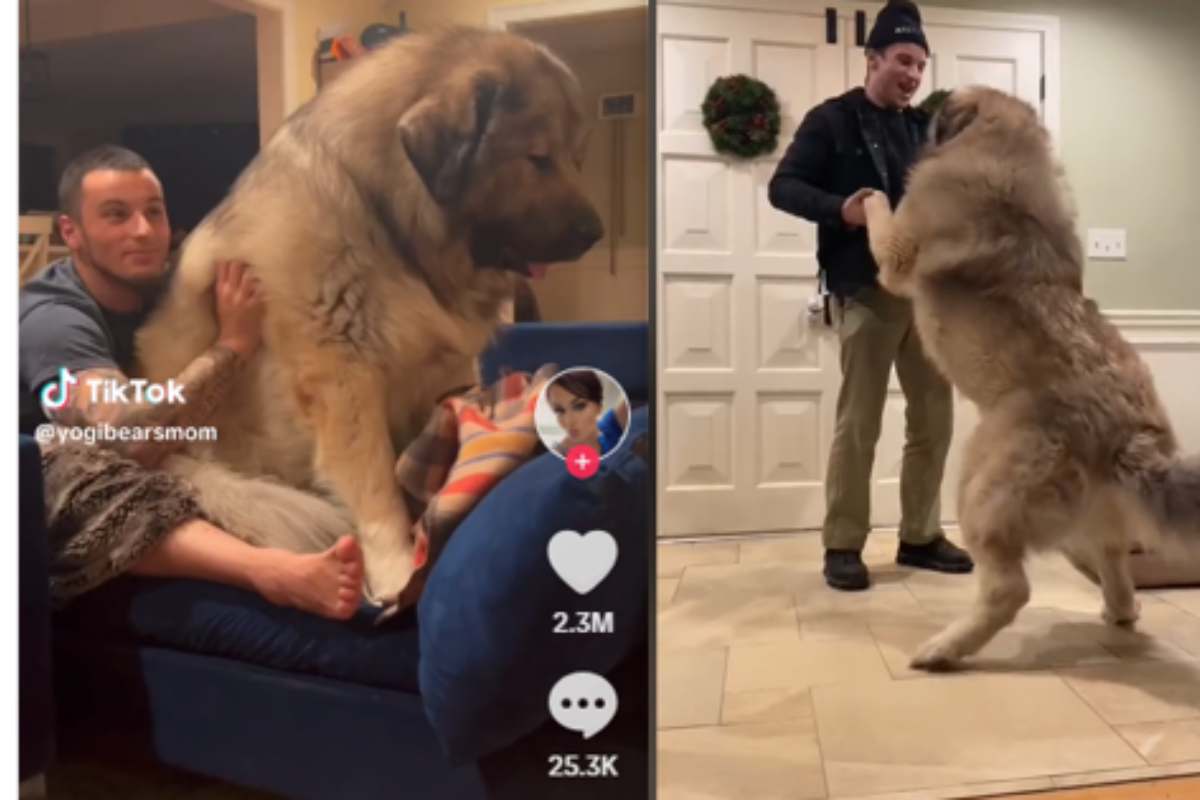 Yogi è il cane più grande al mondo