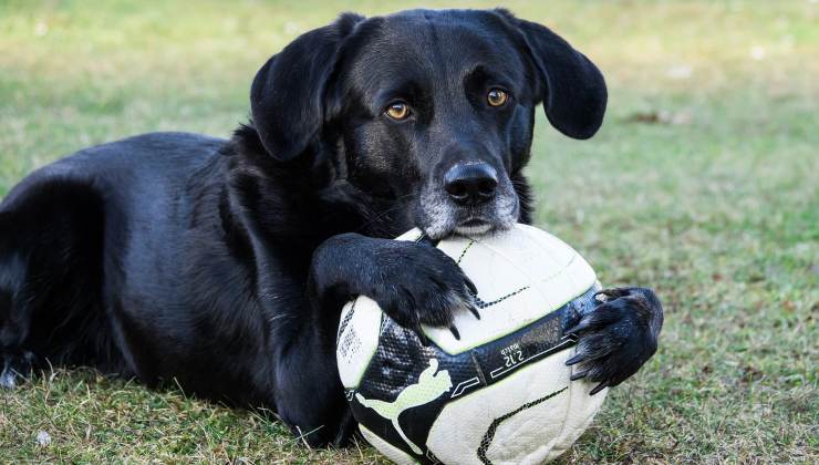 cane gioca con la palla 