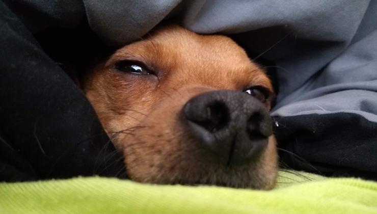 cane assonnato sotto le coperte 