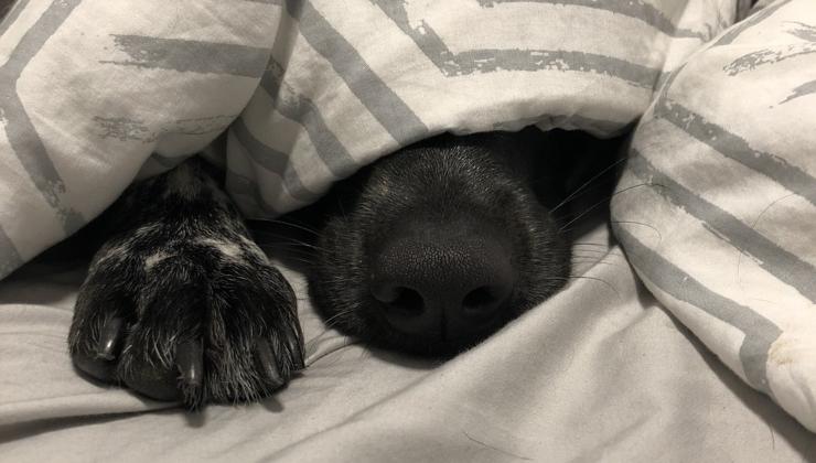 cane dorme nel letto 