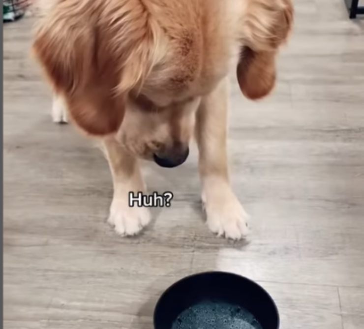 la reazione del cane che beve l'acqua frizzante dalla ciotolina