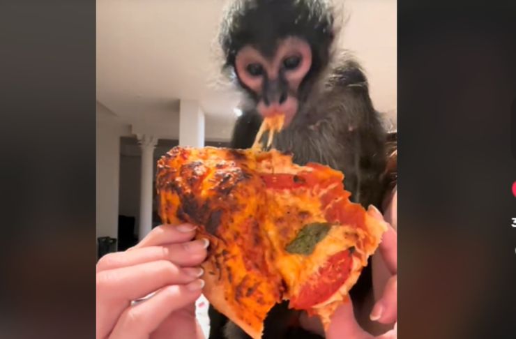 cucciolo di scimmia mangia la pizza su TikTok