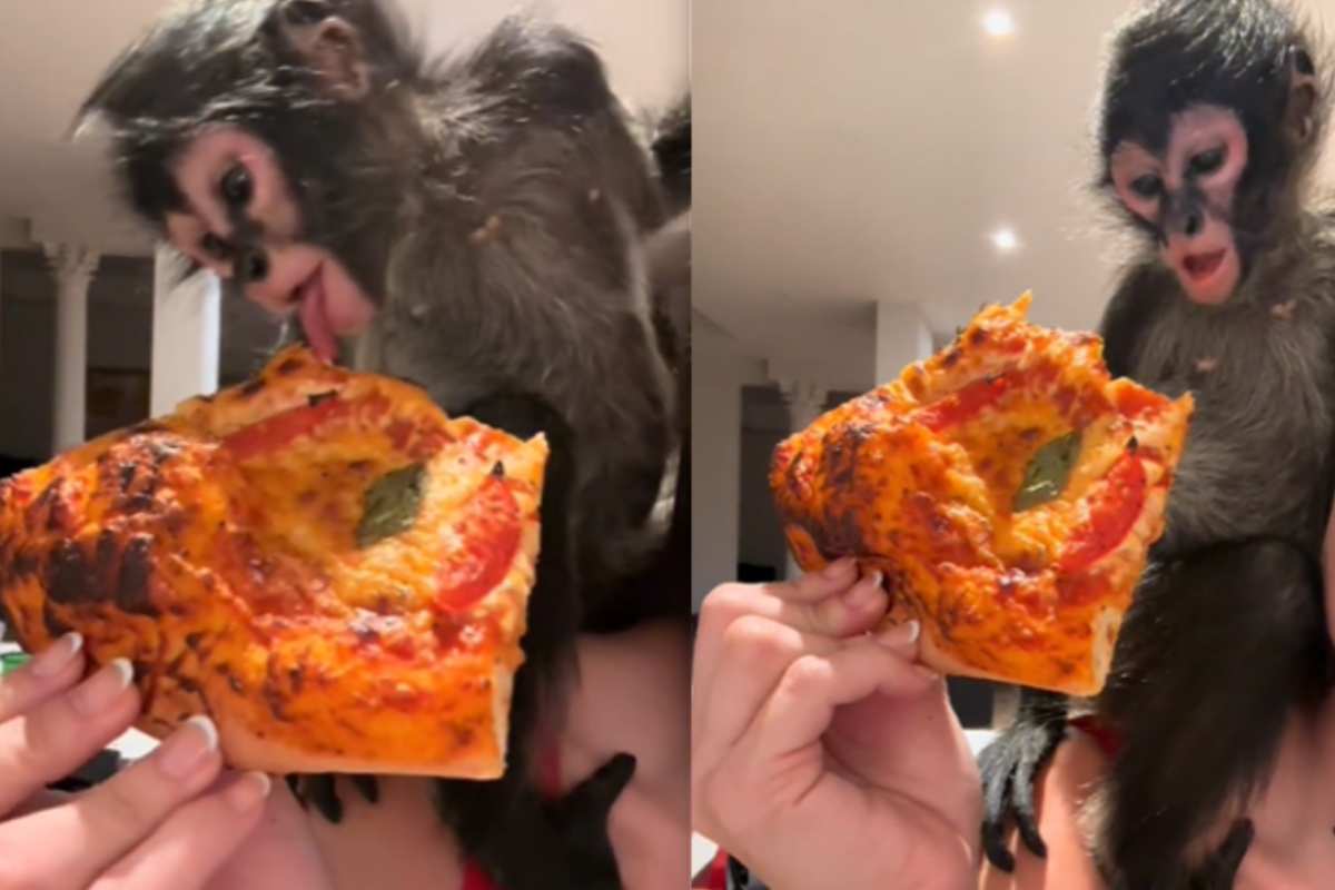 cucciolo di scimmia mangia la pizza su TikTok